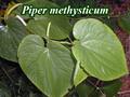 Piper methysticum